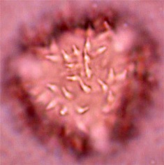 hyptis